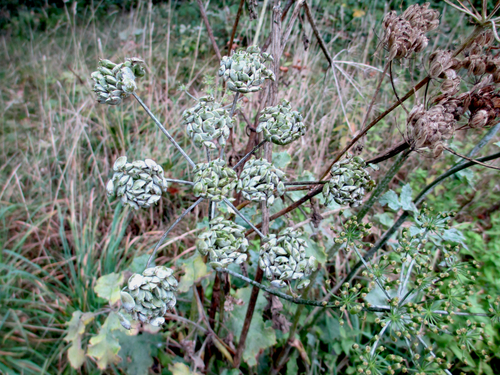 Heracleum sphondylium subsp. montanum — photo