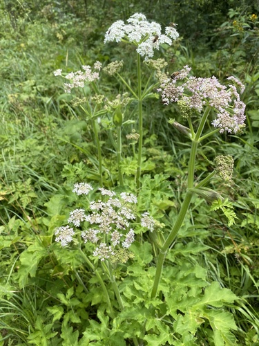Heracleum sphondylium subsp. sibiricum