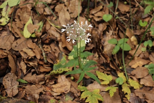 Heracleum wallichii — photo