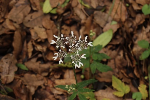 Heracleum wallichii