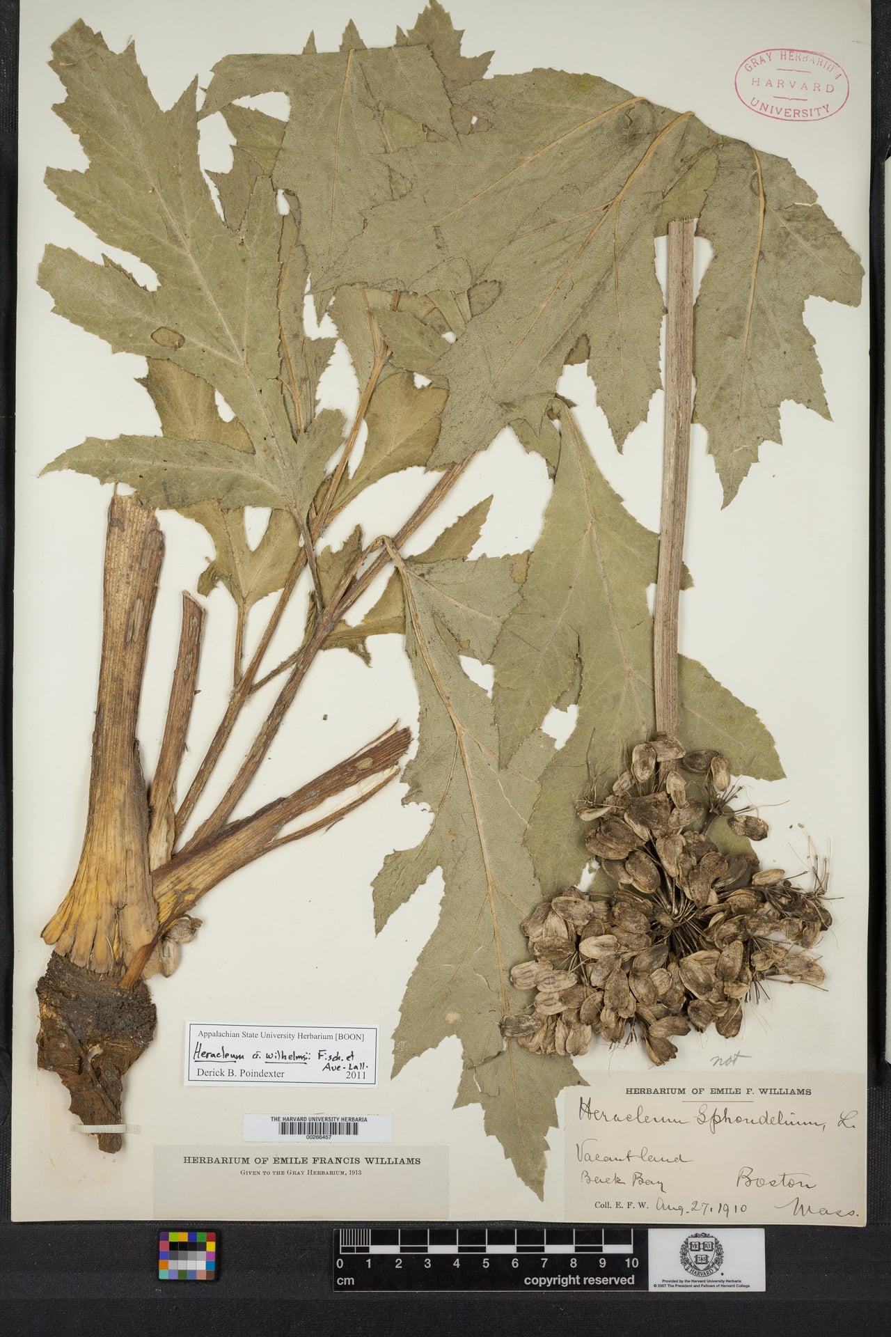 Heracleum wilhelmsii — photo
