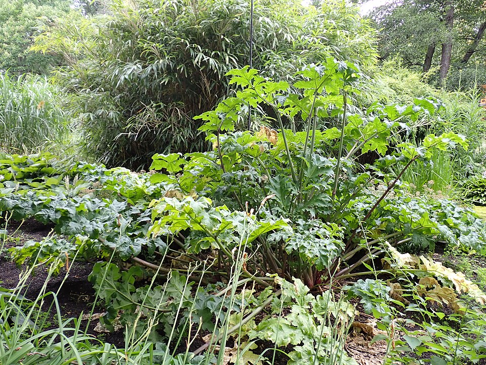 Heracleum wilhelmsii