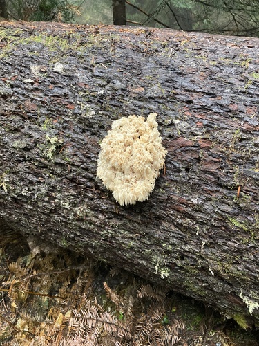 Hericium abietis (Bear's head) — photo