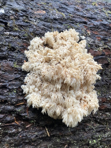 Hericium abietis (Bear's head) — photo
