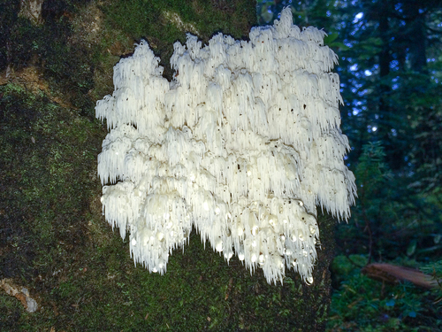Hericium abietis