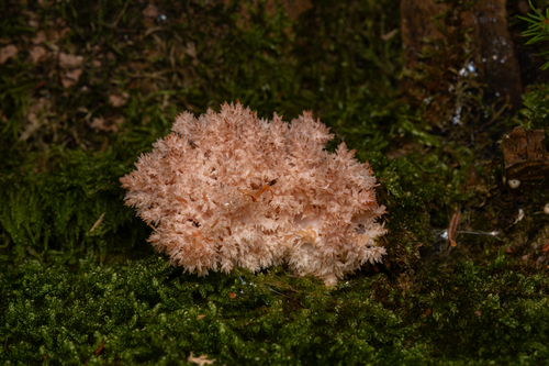 Hericium clathroides (Stalactite Fungus) — photo