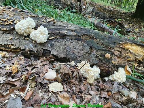 Hericium clathroides (Stalactite Fungus) — photo