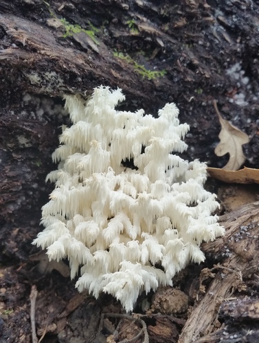 Hericium coralloides (Bear’s head) — photo