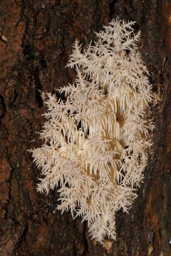 Hericium coralloides (Bear’s head) — photo