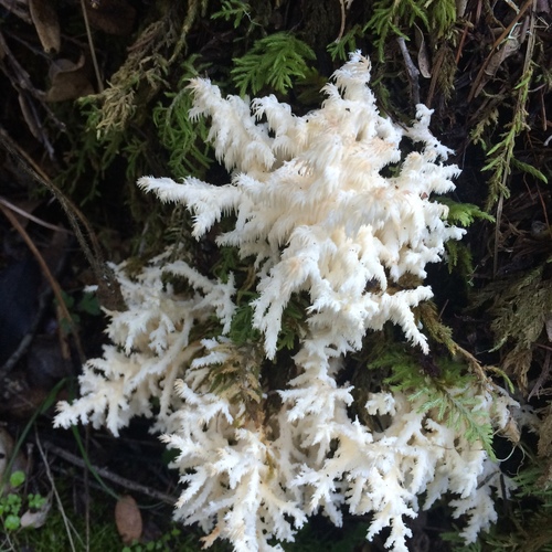 Hericium coralloides
