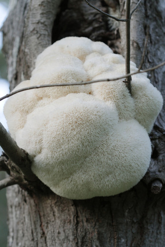 Hericium erinaceus (Lion's mane mushroom) — photo