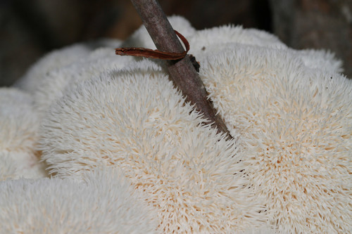Hericium erinaceus (Lion's mane mushroom) — photo