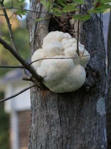 Hericium erinaceus