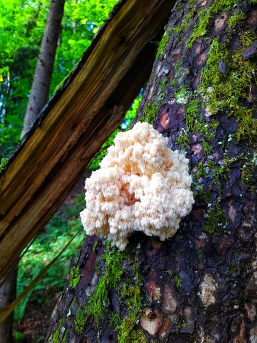 Hericium flagellum — photo