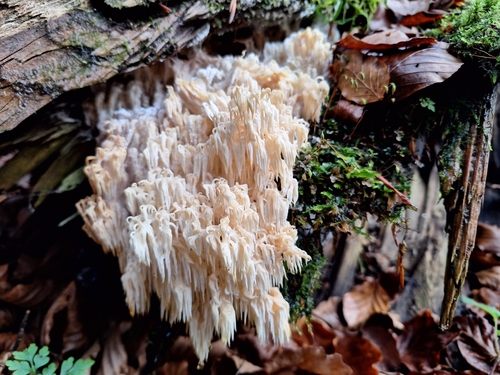 Hericium flagellum — photo