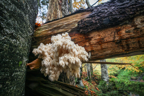 Hericium flagellum