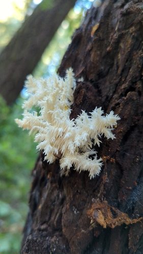 Hericium ramosum (Comb tooth mushroom) — photo