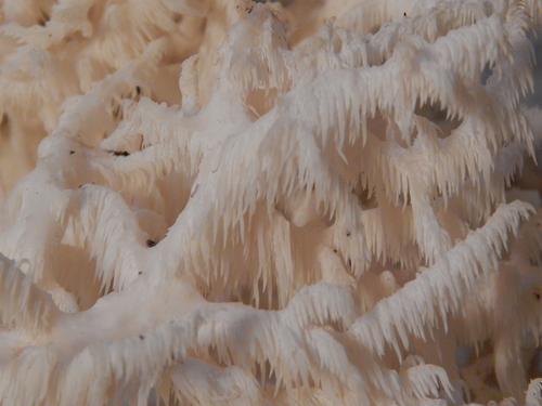 Hericium ramosum (Comb tooth mushroom) — photo