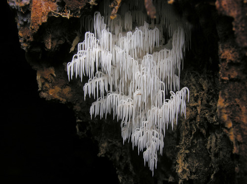 Hericium ramosum