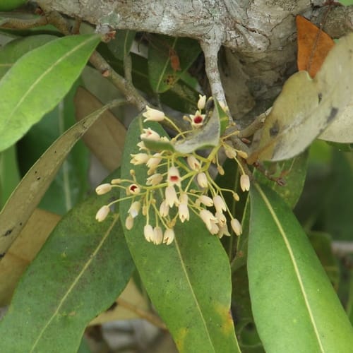 Heritiera fomes (Sundri) — photo