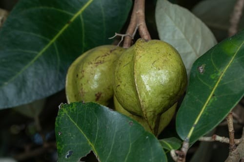 Heritiera littoralis (Looking Glass Mangrove) — photo