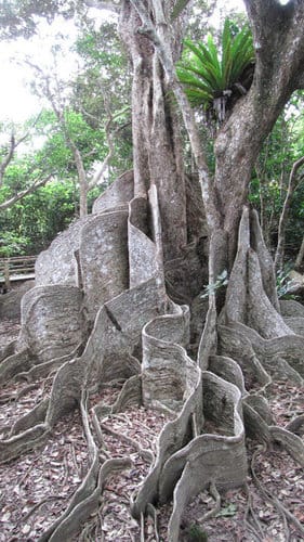 Heritiera littoralis (Looking Glass Mangrove) — photo