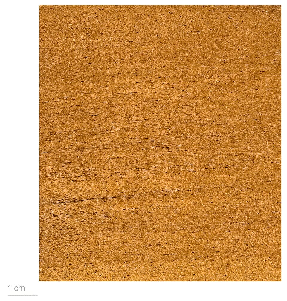 Heritiera utilis (Red Cedar) — photo