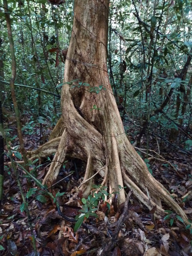 Heritiera utilis