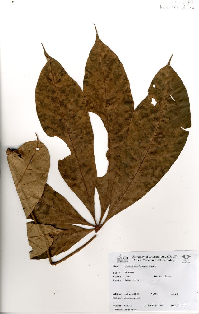 Heritiera utilis (Red Cedar) — photo