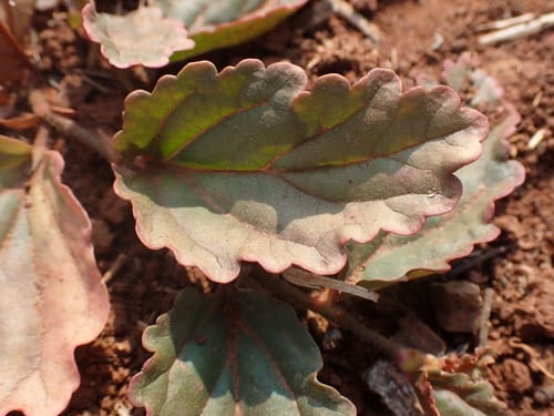 Hermannia depressa — photo