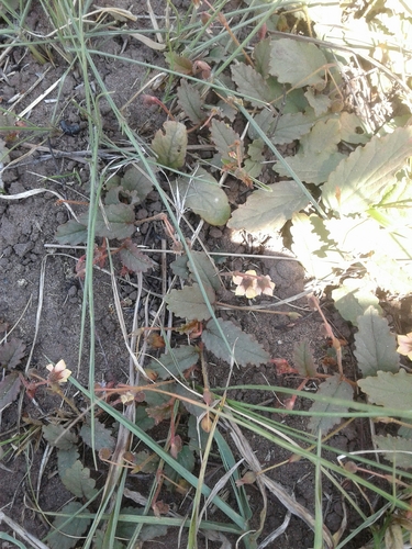 Hermannia depressa