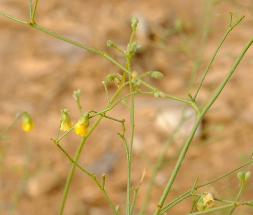 Hermannia macra