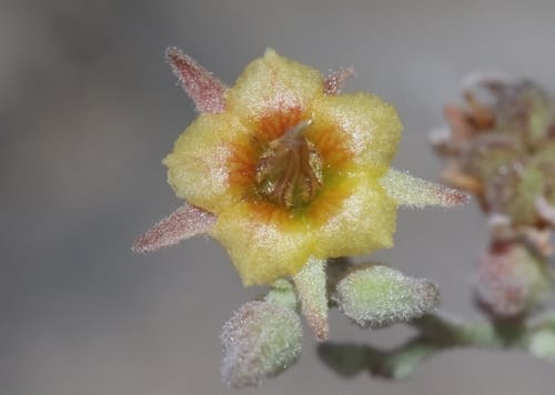 Hermannia paniculata — photo
