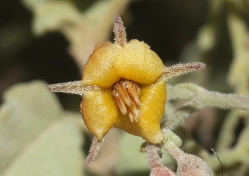 Hermannia paniculata