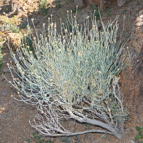 Hermbstaedtia glauca — photo