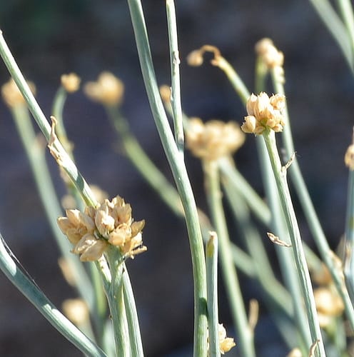 Hermbstaedtia glauca — photo