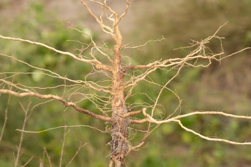 Hermbstaedtia odorata (Wild cockscomb) — photo