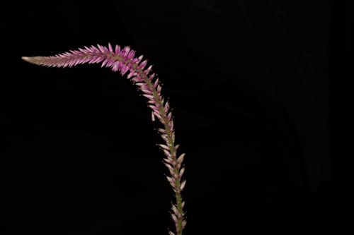 Hermbstaedtia odorata (Wild cockscomb) — photo