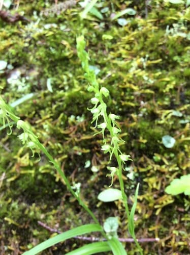 Herminium lanceum — photo