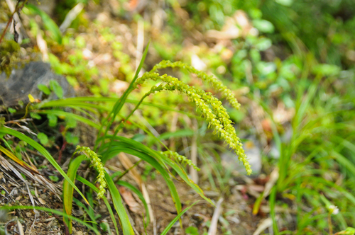Herminium lanceum