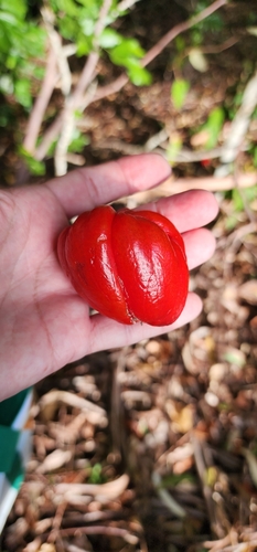 Hernandia bivalvis (Grease nut) — photo