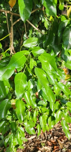Hernandia bivalvis