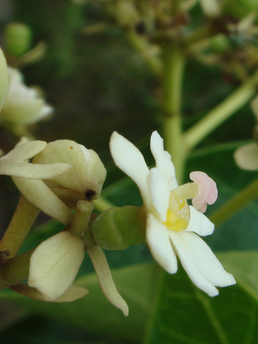 Hernandia nymphaeifolia — photo