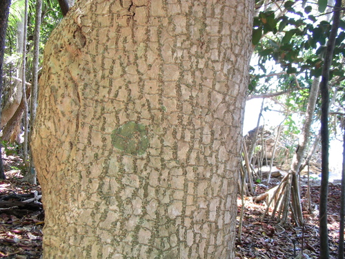 Hernandia nymphaeifolia — photo
