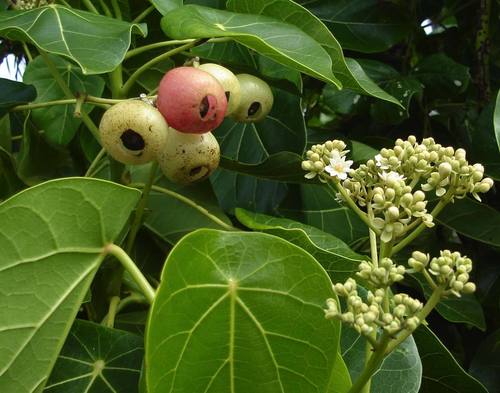 Hernandiaceae