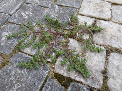 Herniaria hirsuta subsp. cinerea — photo