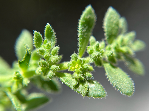 Herniaria hirsuta subsp. cinerea