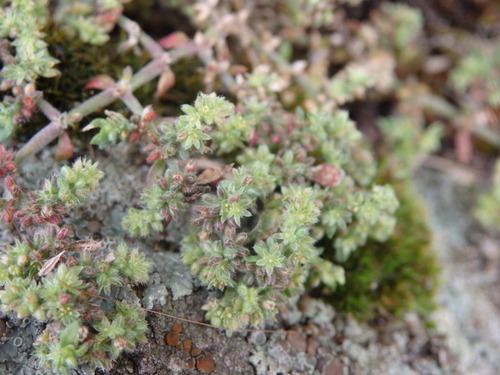 Herniaria lusitanica — photo