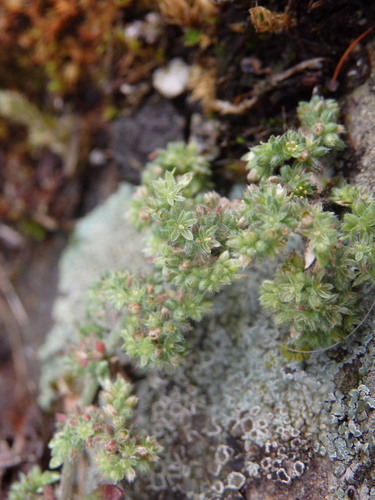 Herniaria lusitanica — photo