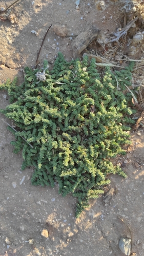 Herniaria lusitanica